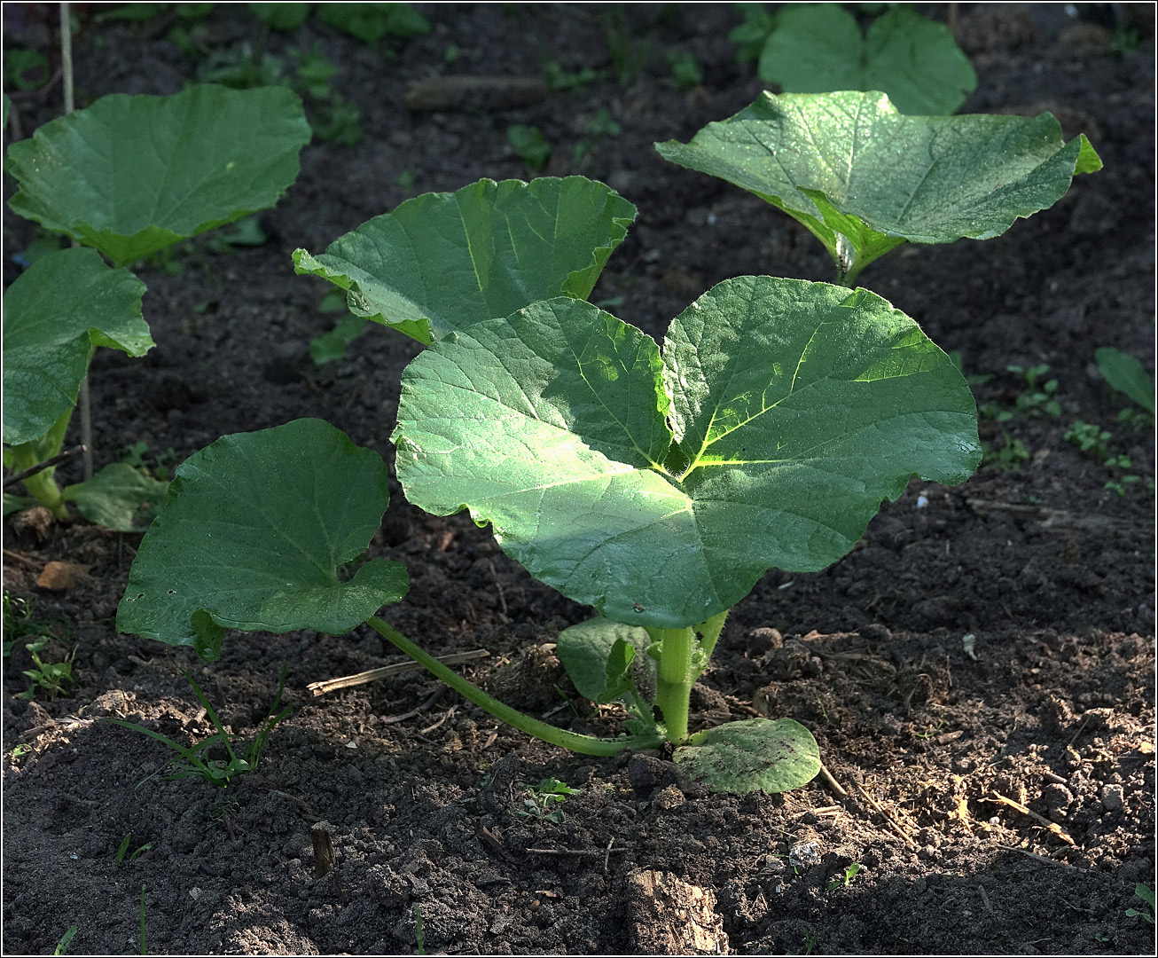 Image of Cucurbita pepo specimen.