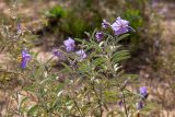 Solanum elaeagnifolium. Цветущее растение. Израиль, г. Ришон-ле-Цион, на берегу водоёма. 14.11.2020.