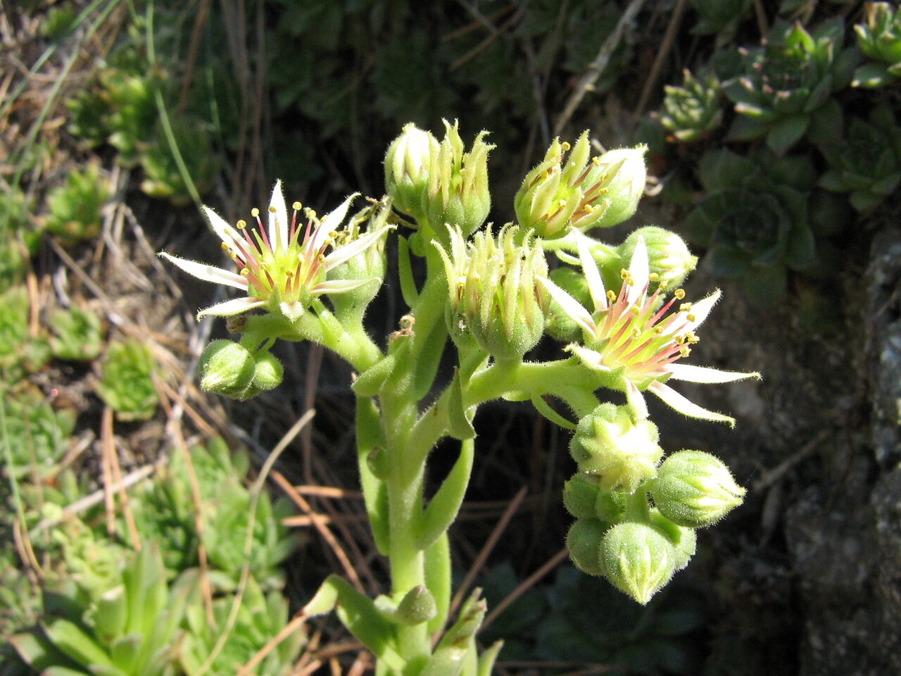 Изображение особи Sempervivum zeleborii.