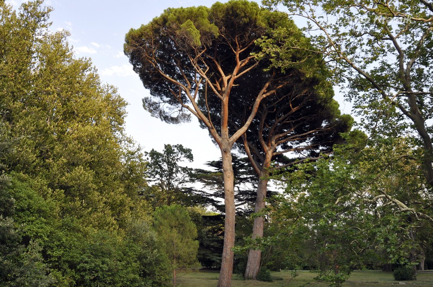 Изображение особи Pinus pinea.