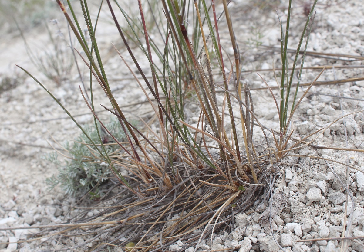 Image of Festuca cretacea specimen.