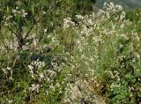 Galium paniculatum. Верхушки цветущих растений. Республика Алтай, Чемальский р-н, правый обрывистый берег р. Катунь, скалы. 10.06.2010.