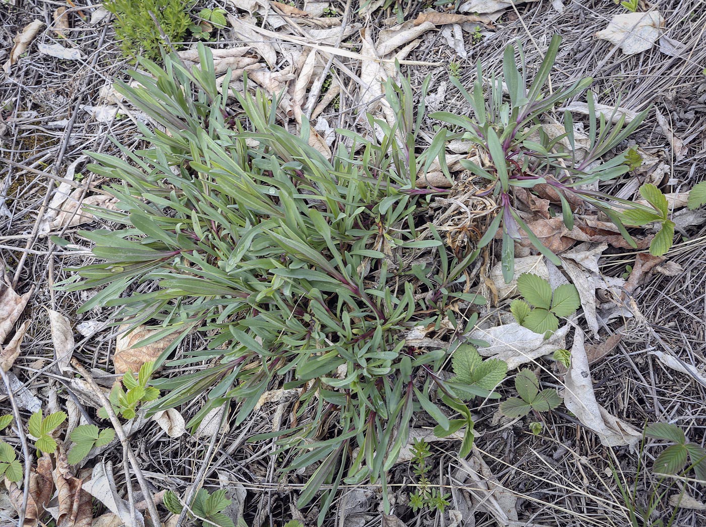 Image of Gypsophila altissima specimen.