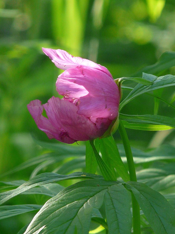 Изображение особи Paeonia anomala.