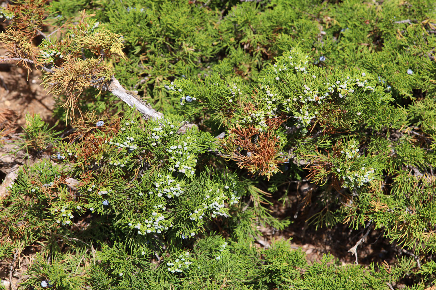 Image of Juniperus sabina specimen.