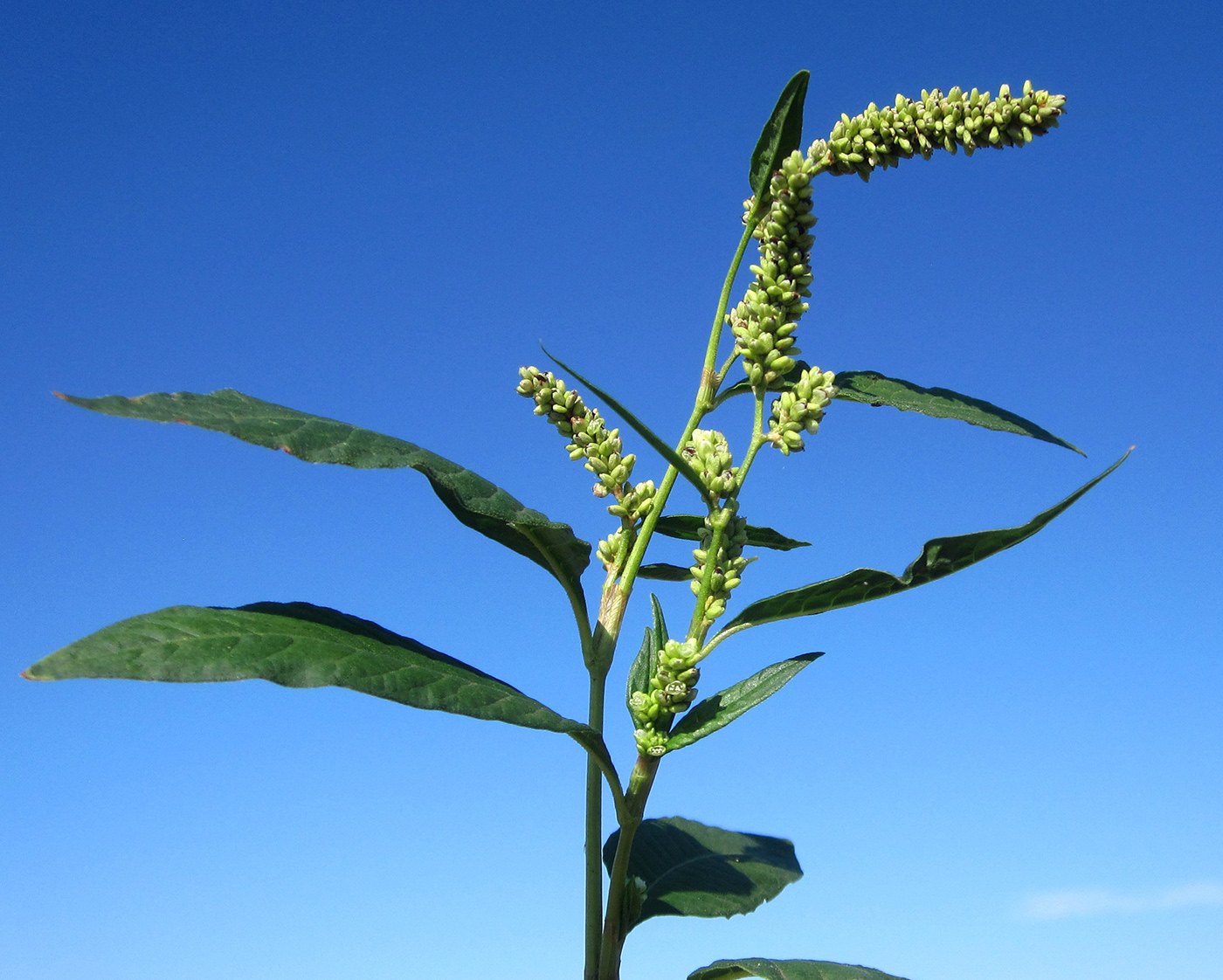 Image of genus Persicaria specimen.