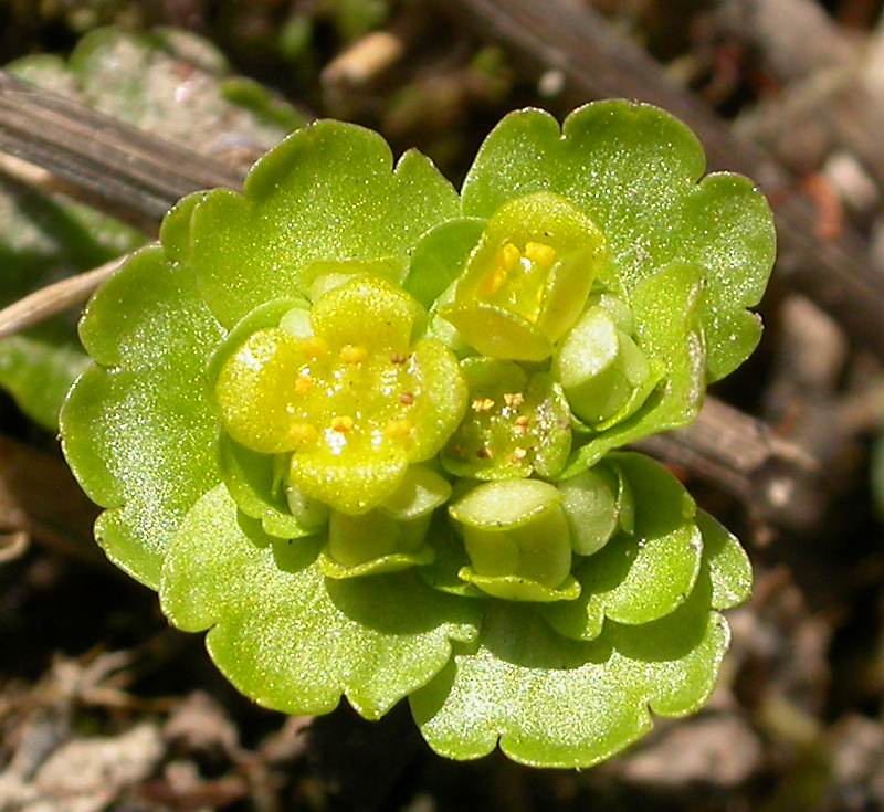 Image of Chrysosplenium alternifolium specimen.