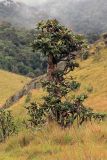 Rhododendron arboreum subspecies zeylanicum. Вегетирующее растение. Шри-Ланка, Центральная провинция, национальный парк \"Horton Plains\". 21.11.2011.