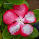 Catharanthus roseus. Цветок. Израиль, г. Бат-Ям, в культуре. 21.10.2022.