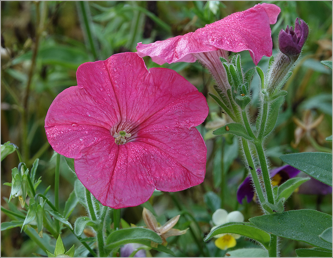 Image of Petunia &times; hybrida specimen.