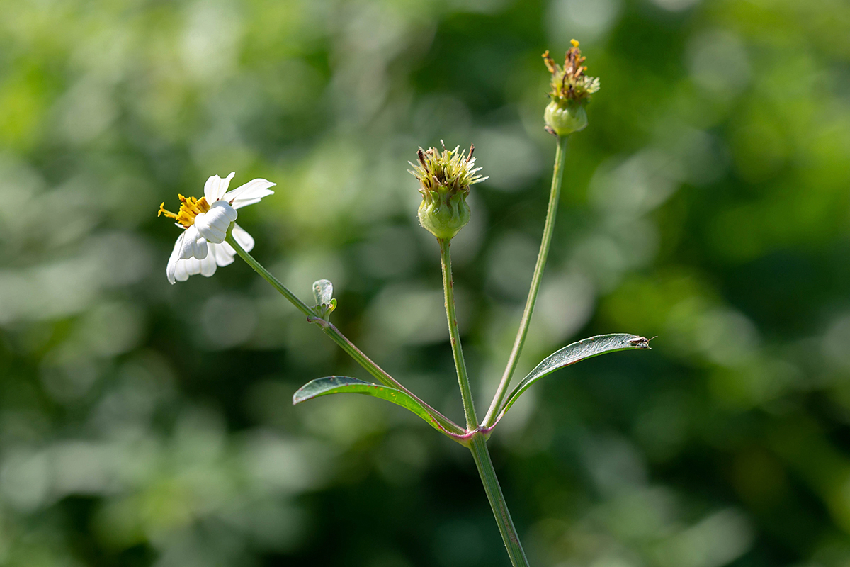 Изображение особи Bidens pilosa.