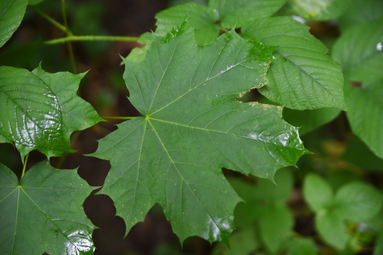 Image of Acer platanoides specimen.
