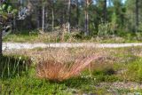 Avenella flexuosa. Плодоносящее растение. Кольский п-ов, Кандалакшский берег Белого моря, разреженный сосновый лес на песке. 19.07.2021.