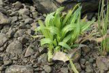 Tripolium pannonicum subspecies tripolium. Вегетирующее растение, опутанное водорослями; справа - Triglochin maritimum. Мурманская обл., Кандалакшский р-н, окр. с. Ковда у дамбы; лев. берег р. Ковда близ эстуария, каменистая литораль. 05.08.2022.