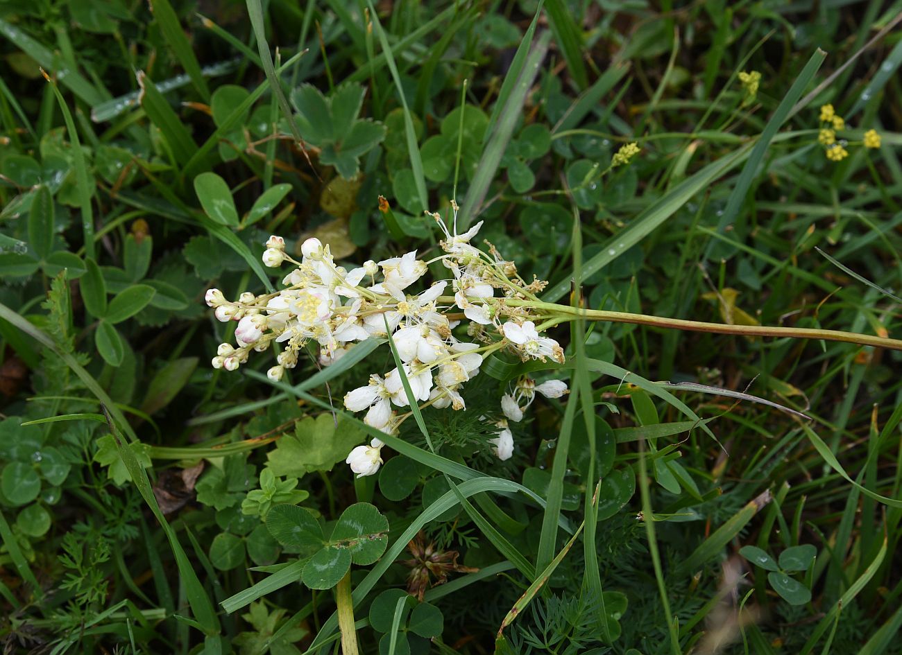 Image of Filipendula vulgaris specimen.