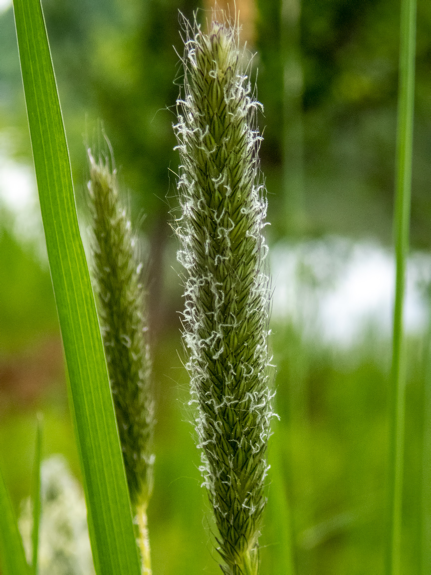 Изображение особи Alopecurus pratensis.