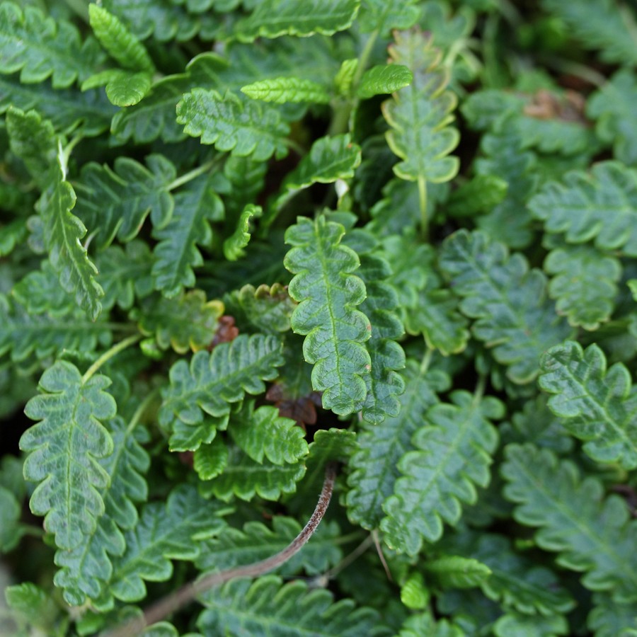 Image of Dryas octopetala ssp. subincisa specimen.