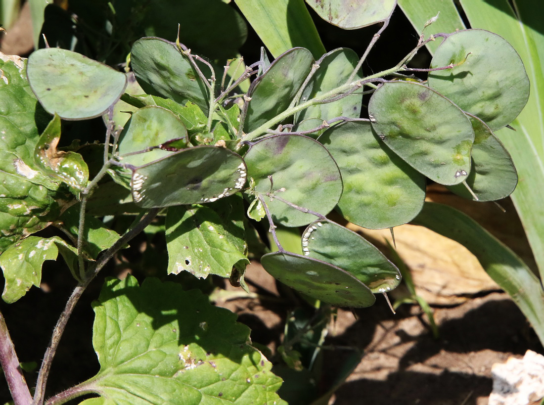 Image of Lunaria annua specimen.