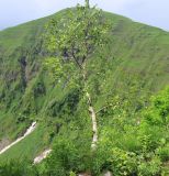 Betula litwinowii