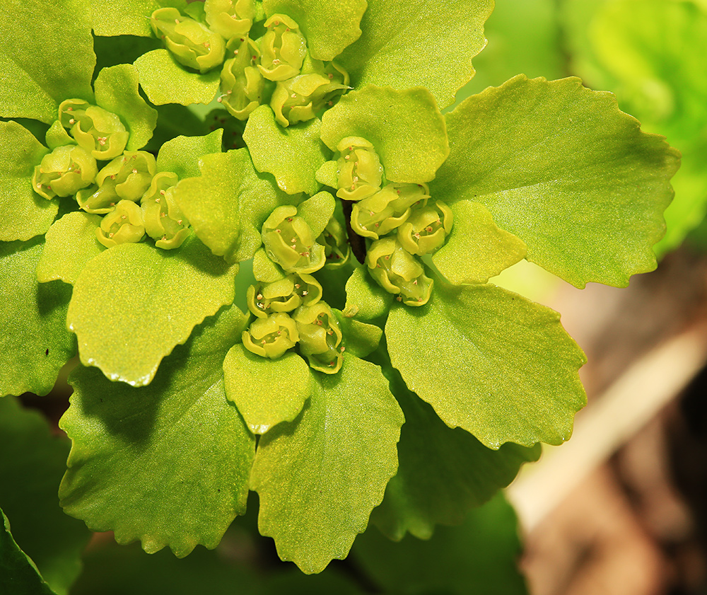 Изображение особи Chrysosplenium pseudofauriei.