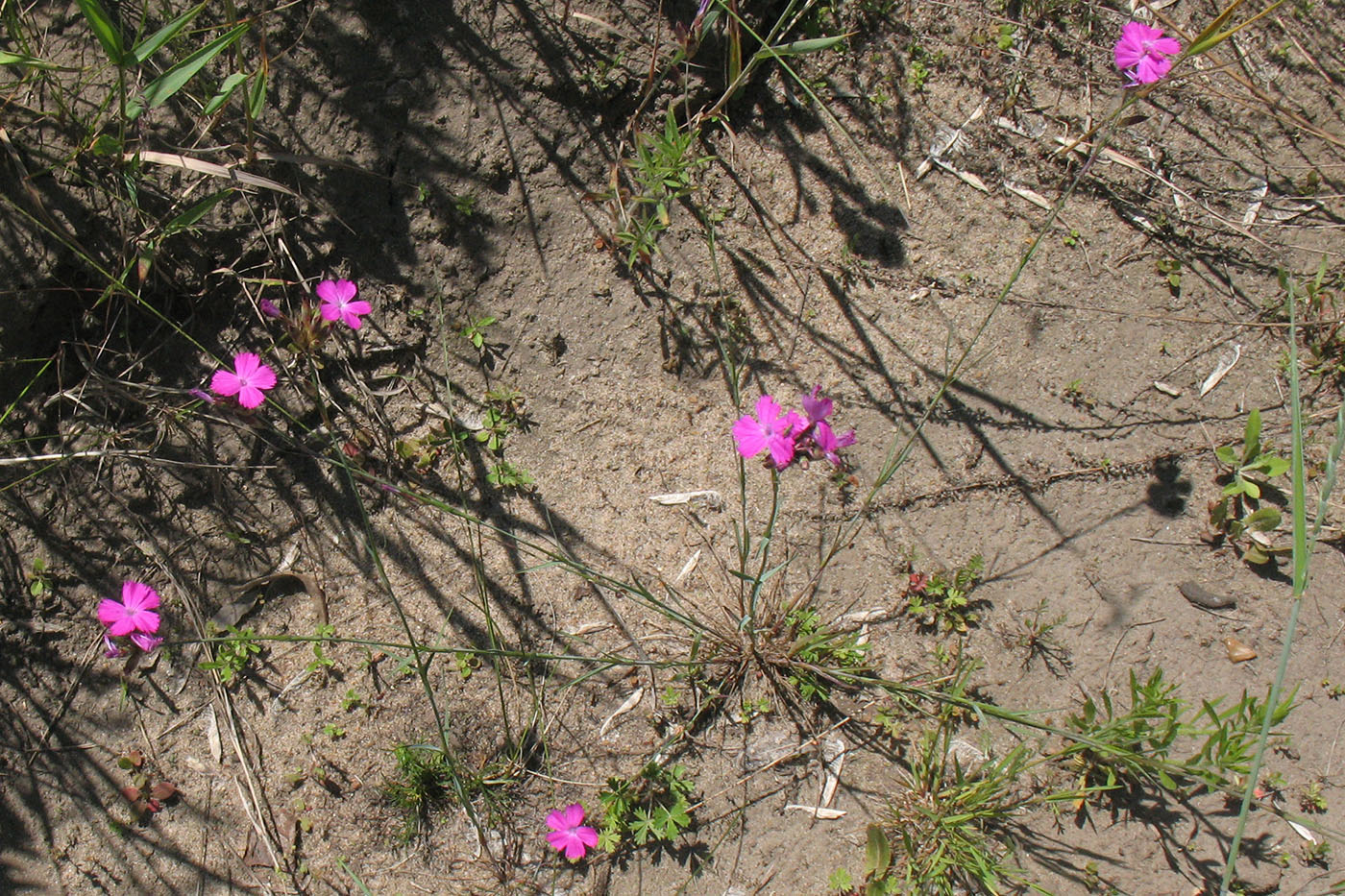 Image of Dianthus borbasii specimen.