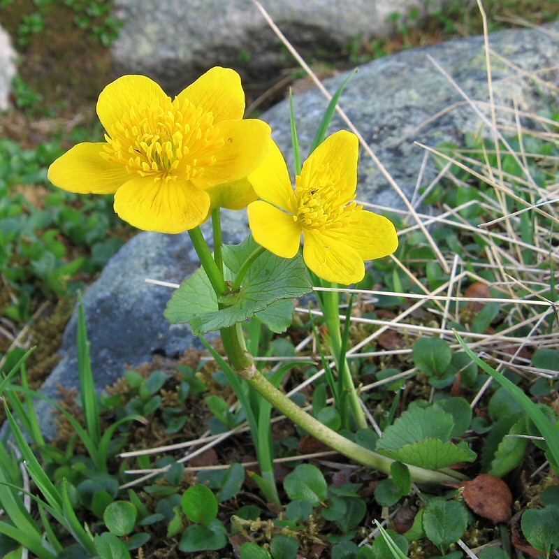 Image of Caltha palustris specimen.