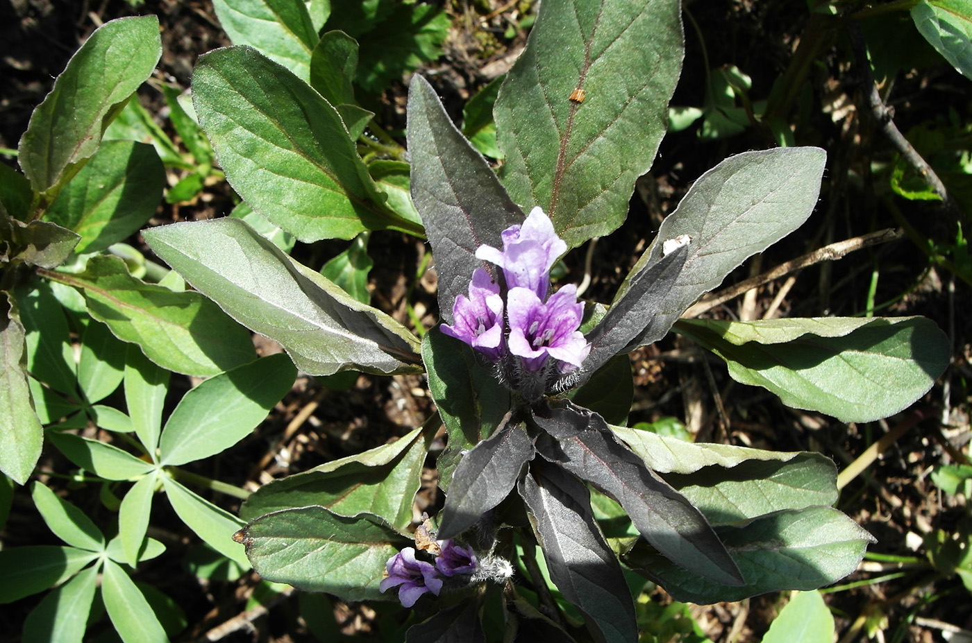 Image of Physochlaina physaloides specimen.