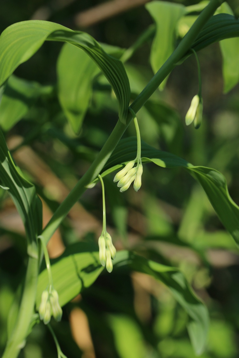 Image of Polygonatum multiflorum specimen.