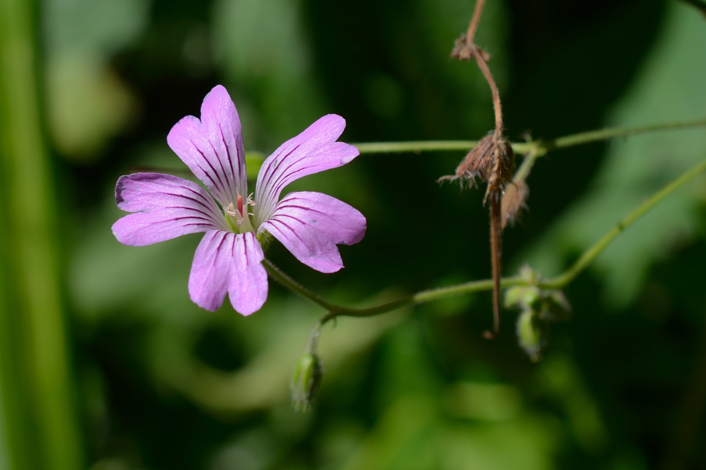 Image of Geranium gracile specimen.