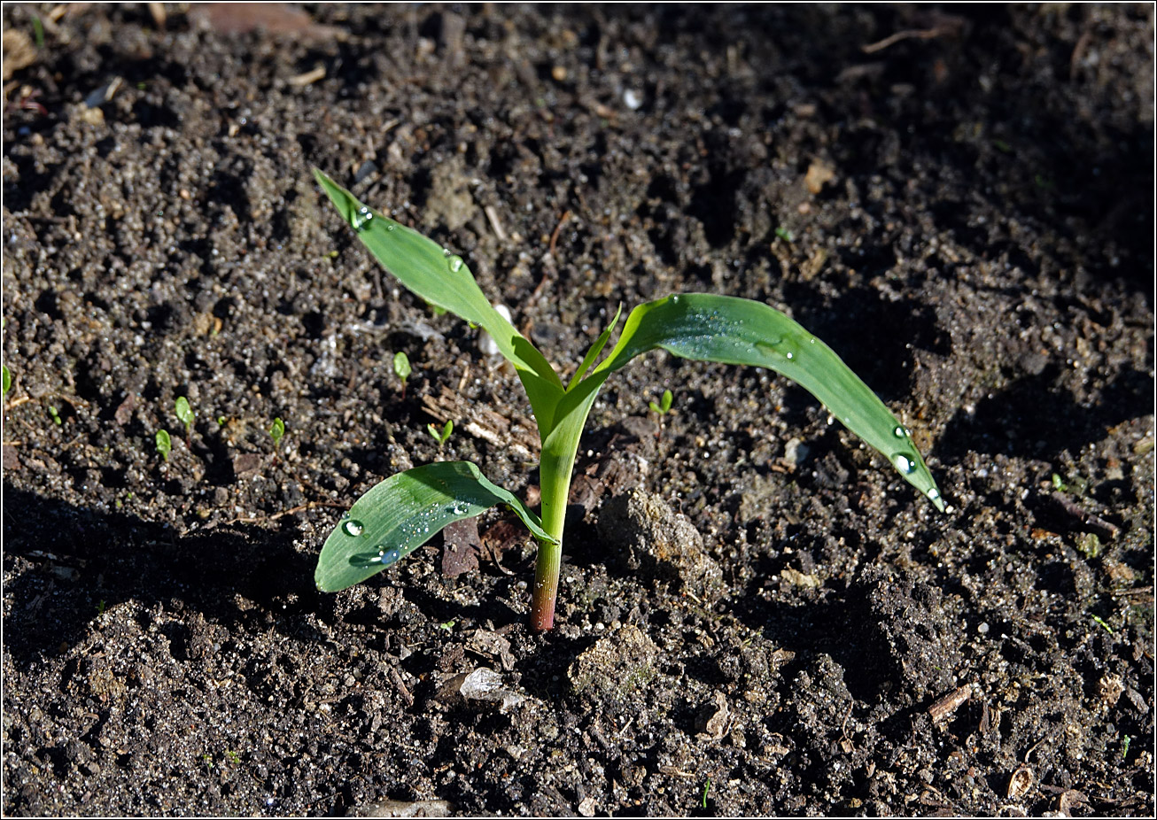 Изображение особи Zea mays.