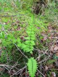 Dryopteris cristata