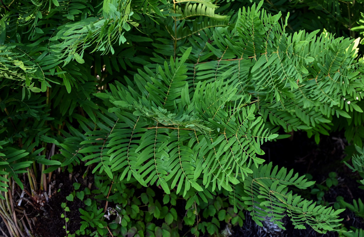 Изображение особи Osmunda regalis.