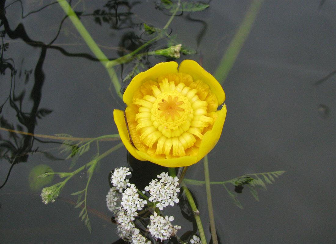 Image of Nuphar lutea specimen.