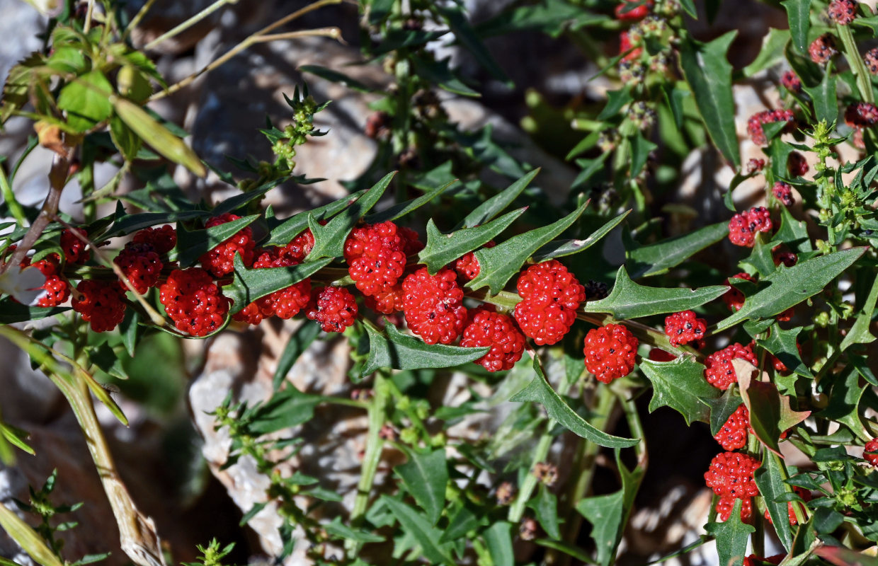 Image of Blitum virgatum specimen.