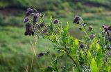 Cirsium kamtschaticum