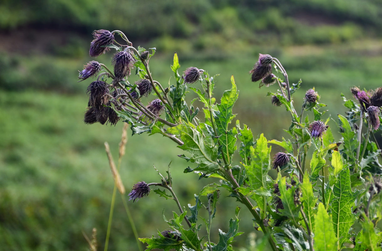 Изображение особи Cirsium kamtschaticum.