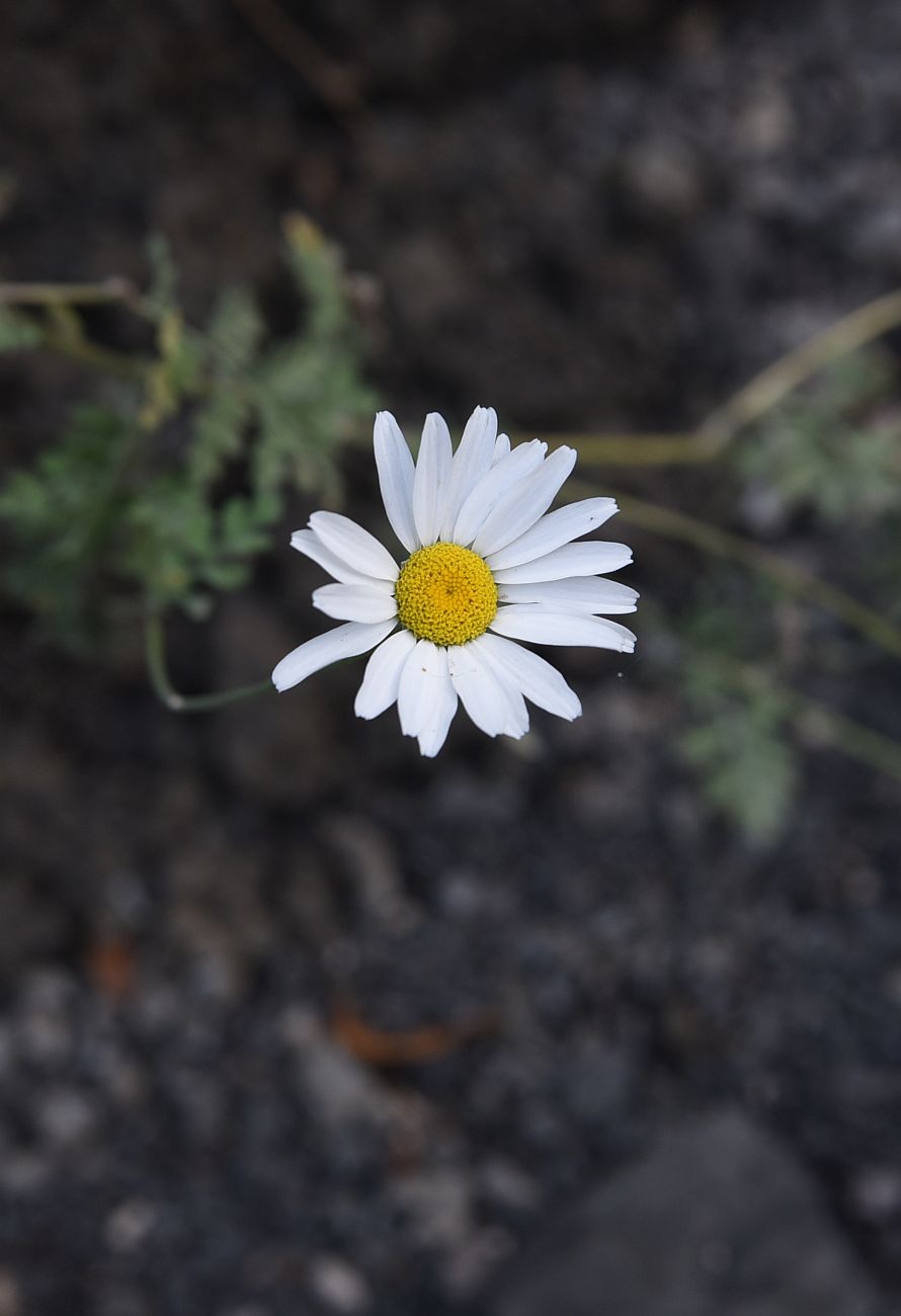 Изображение особи Pyrethrum demetrii.