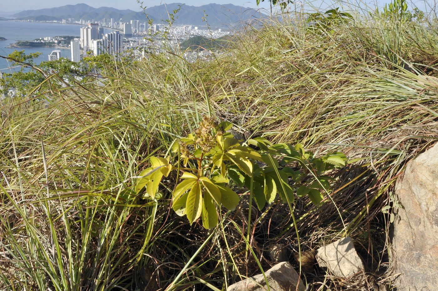 Изображение особи Vitex pinnata.