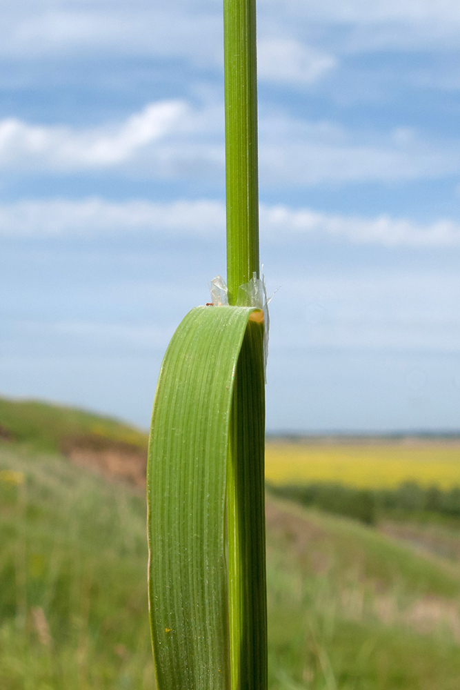 Image of Calamagrostis pseudophragmites specimen.