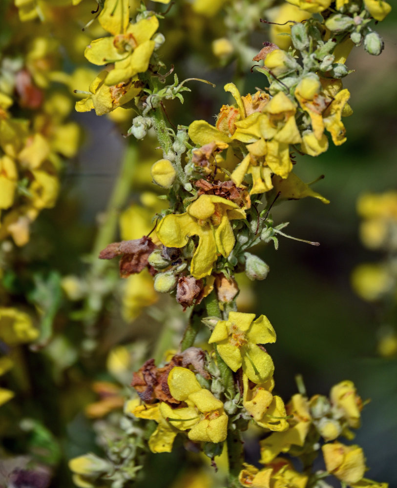 Изображение особи Verbascum lychnitis.