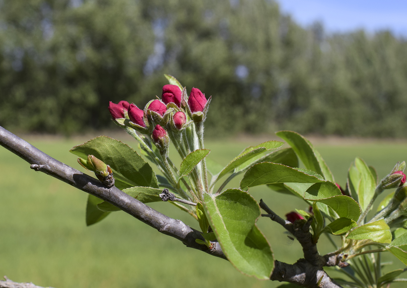 Изображение особи Malus prunifolia.