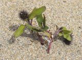 Xanthium orientale