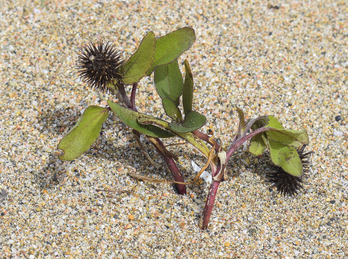 Image of Xanthium orientale specimen.