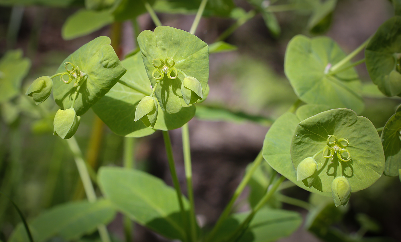 Image of Euphorbia oblongifolia specimen.