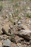 Vicia ervilia. Плодоносящее растение. Крым, окр. Балаклавы, поляна в можжевеловом редколесье. 07.05.2024.