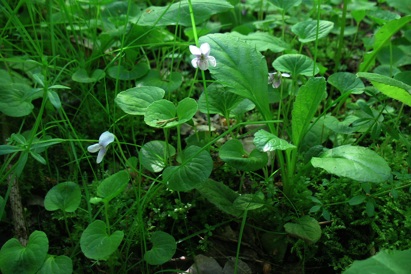 Изображение особи Viola palustris.