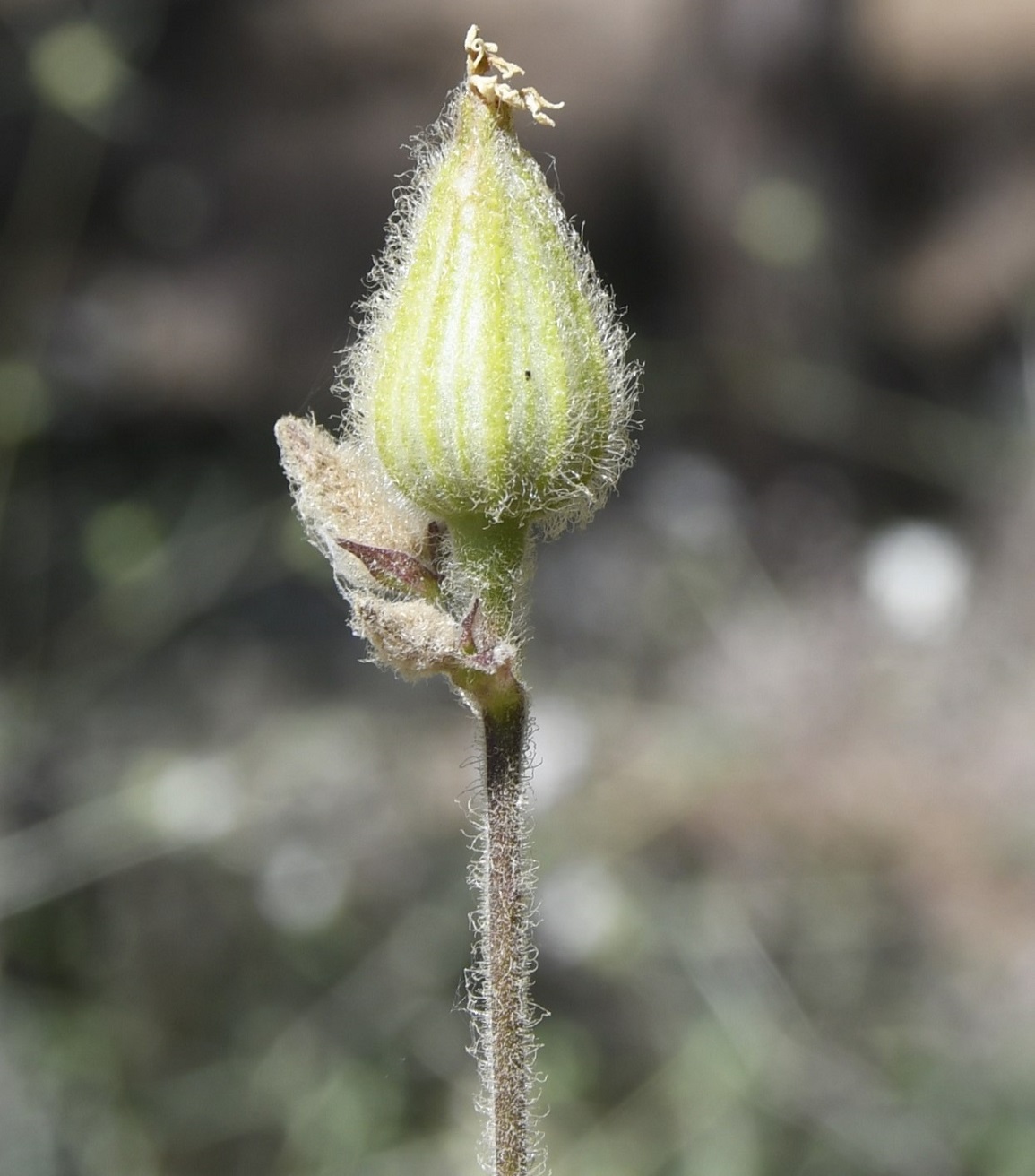 Изображение особи Melandrium latifolium.