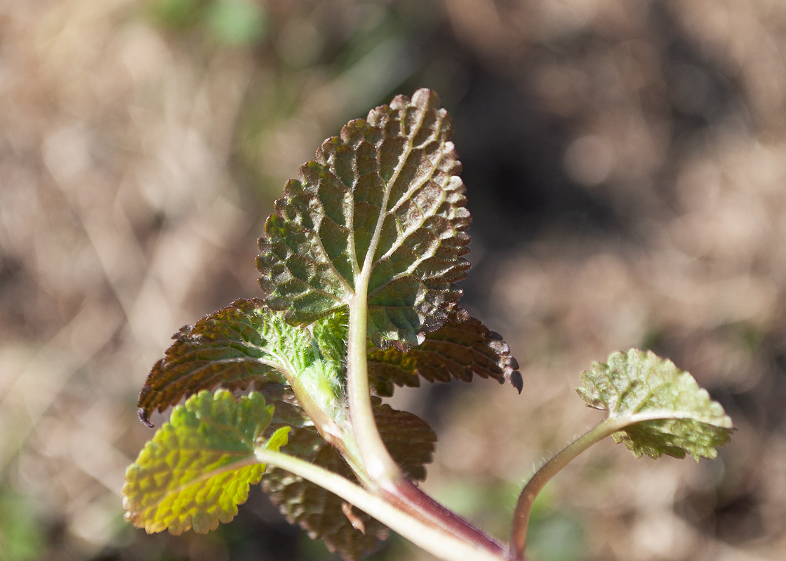 Image of Lamium album specimen.