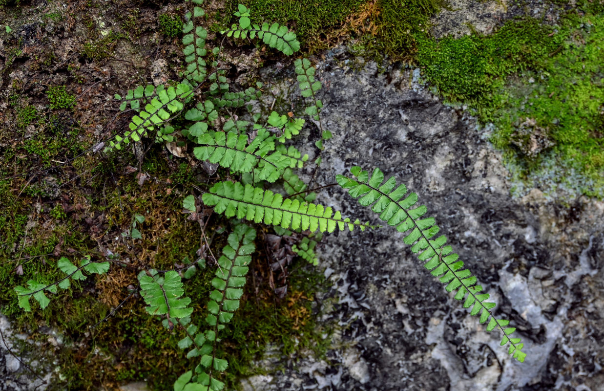 Image of Adiantum malesianum specimen.