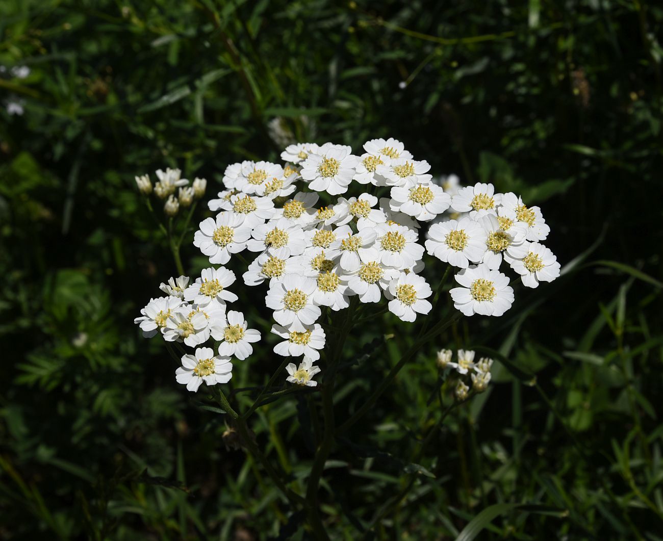 Image of Achillea ptarmicifolia specimen.